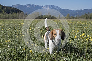 Beagle in globeflower meadow