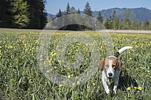 Beagle in globeflower meadow