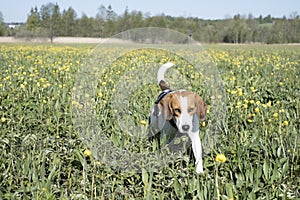Beagle in globeflower meadow