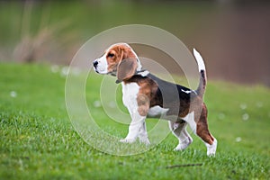 Beagle on green grass