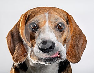 Beagle grimaces, on a white background