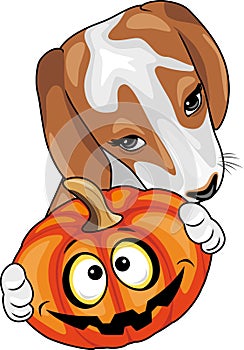 Beagle with Halloween pumpkin
