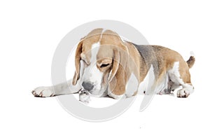 Beagle and hamster isolated photo