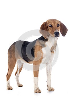 Beagle Harrier