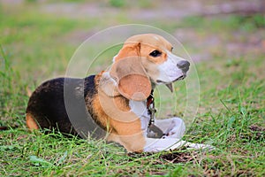 Beagle Harrier dog on the grass