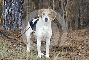 Beagle Harrier mixed Breed Hound Dog on leash