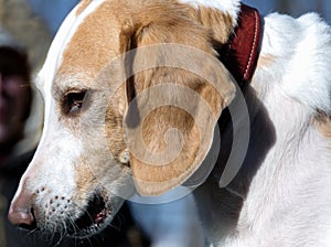 Beagle harrier puppy