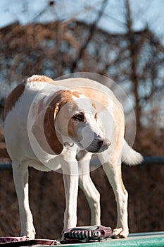 Beagle harrier puppy