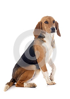 Beagle Harrier