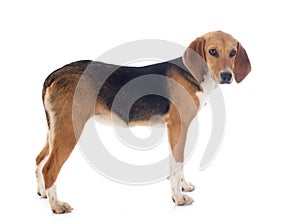 Beagle Harrier