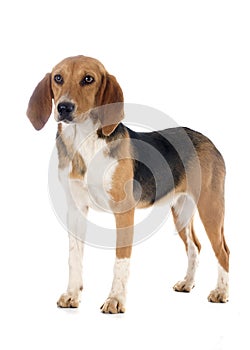 Beagle Harrier