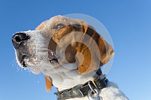 Beagle head on neutral sky background.