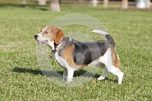 Beagle with Heart Dog Tag