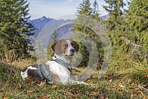 Beagle hike to Trainsjoch