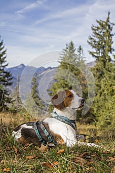 Beagle hike to Trainsjoch