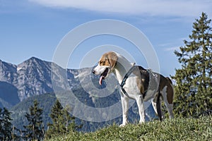 Beagle hikes to the Hochalm