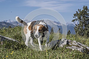 Beagle hikes to the Hochalm