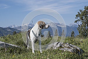 Beagle hikes to the Hochalm