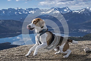 Beagle on the HirschhÃ¶rndlkopf
