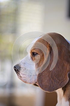 beagle with his big ear