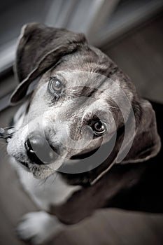 Beagle Hound Dog Portrait