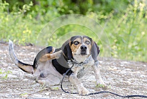 Beagle hound dog scratching fleas