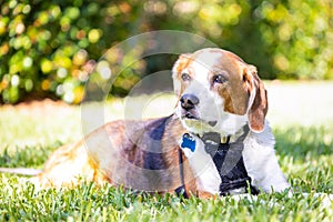 Beagle hound getting sun while lying in the grass.