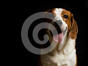 Beagle hound mix low key portrait - Landscape view