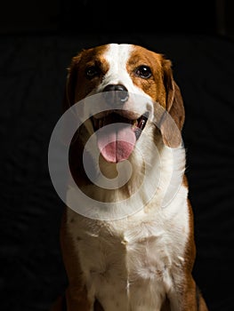 Beagle hound mix low key portrait - Portrait view