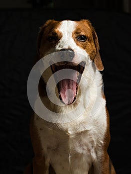 Beagle hound mix making funny faces - low key portrait