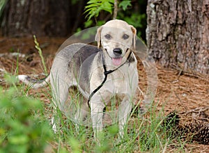 Beagle Hound Mixed Breed Dog