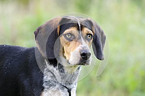 Beagle hound rabbit dog