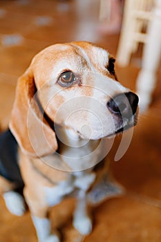 Beagle. a hunting breed of dog bred. Pets. goods and feed for animals.