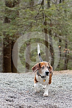 Beagle Hunting Dog