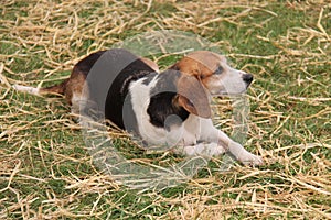 Beagle Hunting Dog.