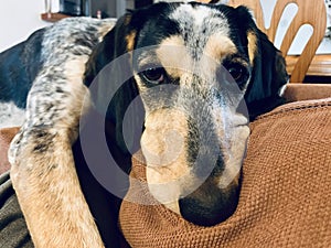 beagle hunting dog Looking Pitiful upset on sofa