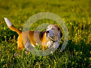 Beagle hunting dog for a walk in the field