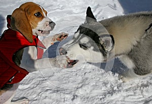 Beagle and husky