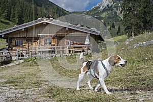 Beagle and idyllic Soinalm