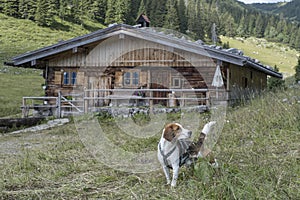 Beagle and idyllic Soinalm