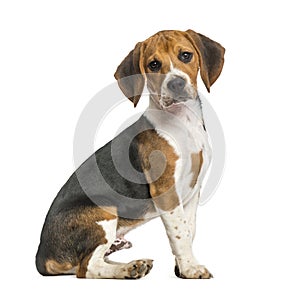Beagle isolated on white