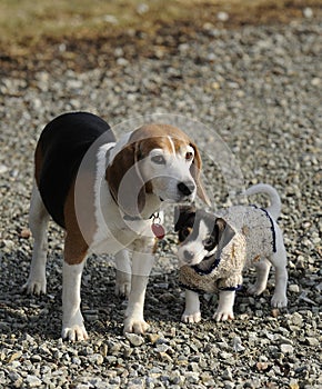 Beagle and Jack Russell Terrier puppy.