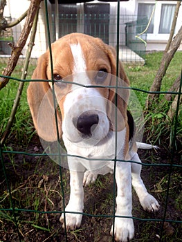 Beagle in jail