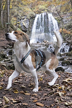 Beagle at the Josefstal waterfall in autumn