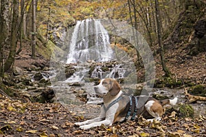 Beagle at the Josefstal waterfall in autumn