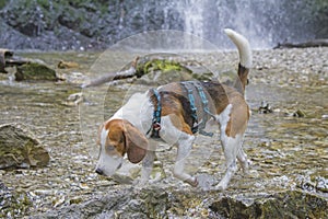 Beagle at the Josefstaler waterfall