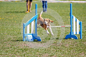 Dog jumping over hurdle in agility competition