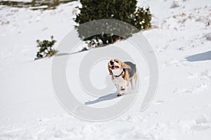 Beagle jumping in snow