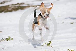 Beagle jumping in snow