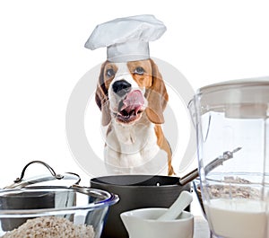 Beagle in kitchen